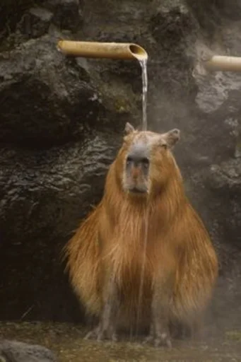 Capybara emoji 🥱