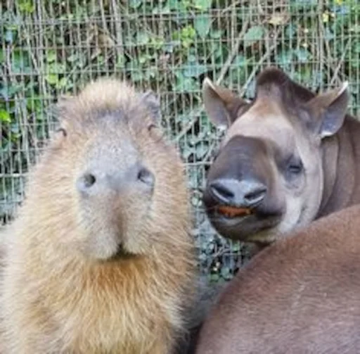 Capybara emoji ✌️