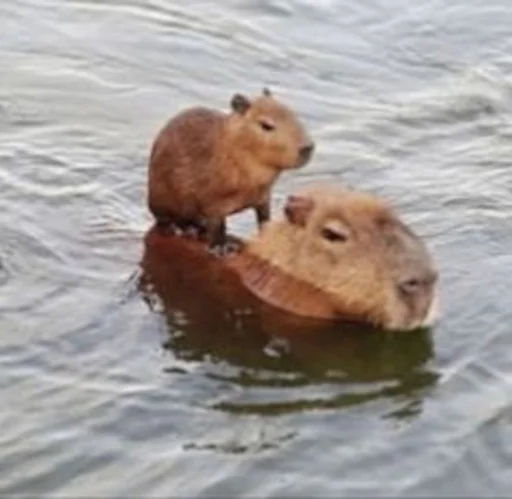 Capybara emoji 😎