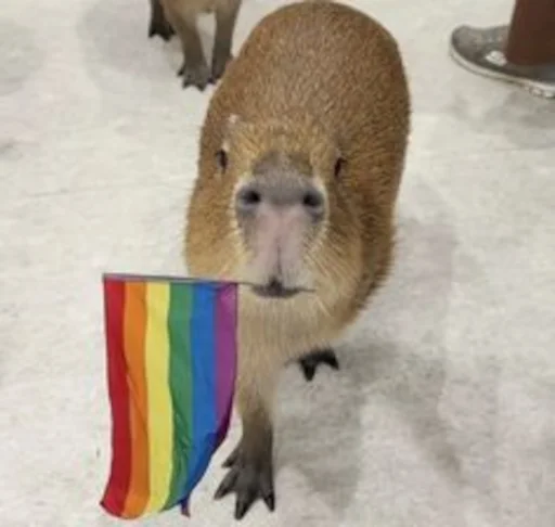 Capybara emoji 🏳‍🌈