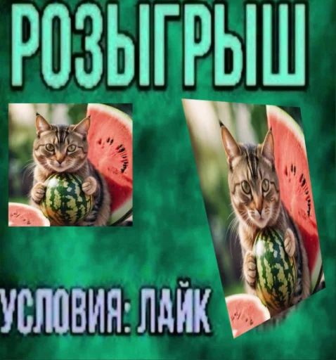 Cat And Watermelon emoji 🍉