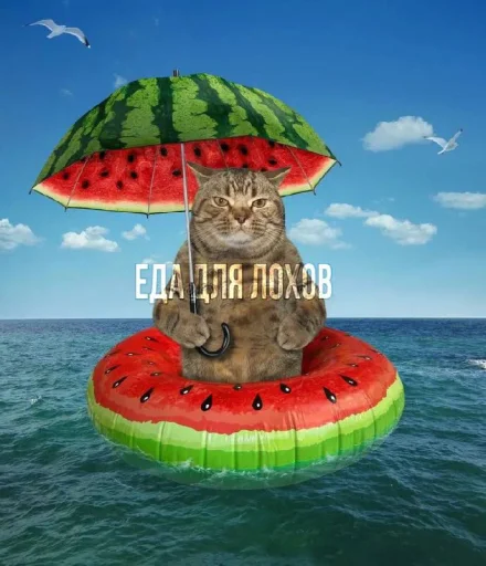 Стікер Telegram «Cat And Watermelon» 🍉