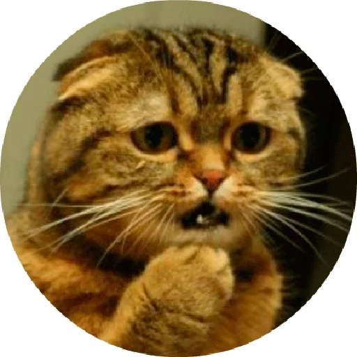 Telegram stiker «Котики и Кошечки 2» 