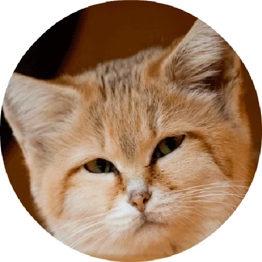 Котики и Кошечки 2 emoji 
