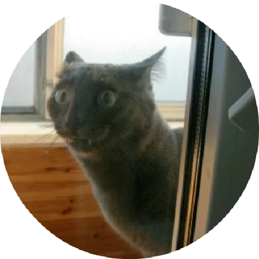 Telegram Sticker «Котики и Кошечки 2» 