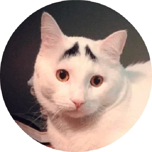 Telegram stiker «Котики и Кошечки 2 » 😃