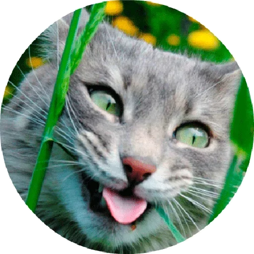 Стікер Telegram «Котики и Кошечки 2» 
