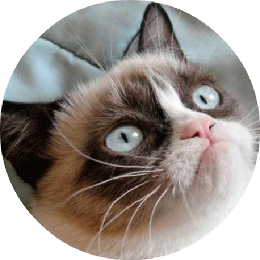 Telegram Sticker «Котики и Кошечки 2» 