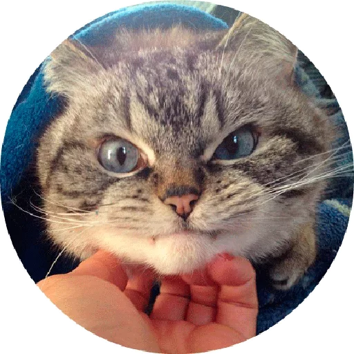 Telegram Sticker «Котики и Кошечки 2» 