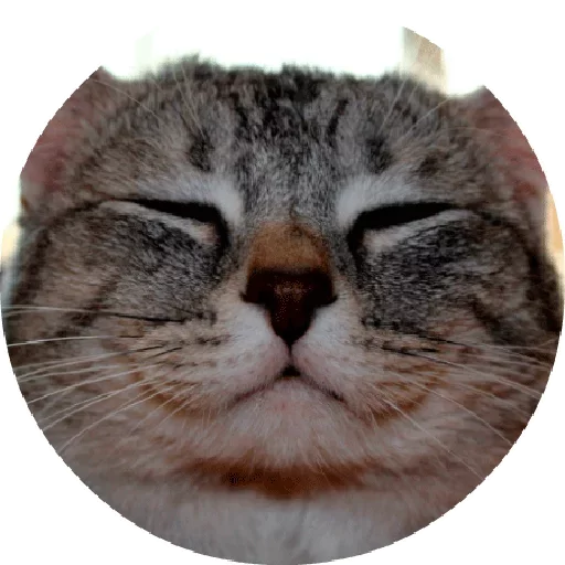 Telegram stiker «Котики и Кошечки 2 » 😁
