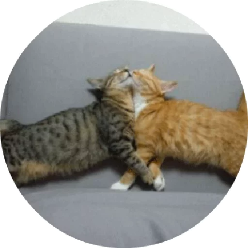 Стикер Telegram «Котики и Кошечки 2» 