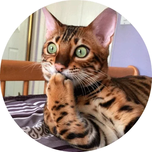 Telegram Sticker «Котики и Кошечки 2» 