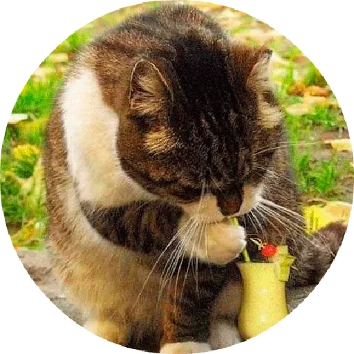 Telegram stiker «Котики и Кошечки 2» 😝