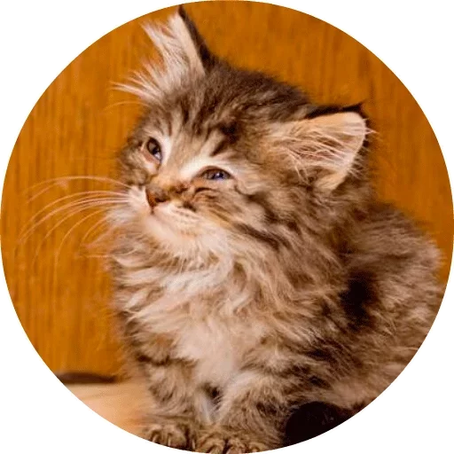 Telegram stiker «Котики и Кошечки 2» 