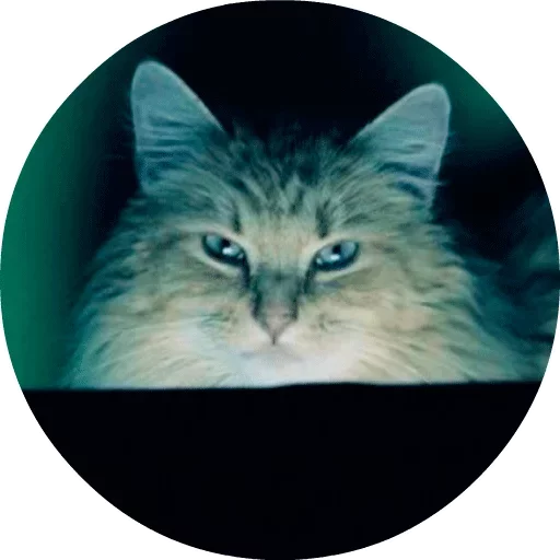 Стикер Telegram «Котики и Кошечки 2» 