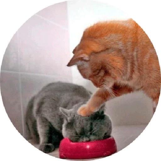Telegram stiker «Котики и Кошечки» 