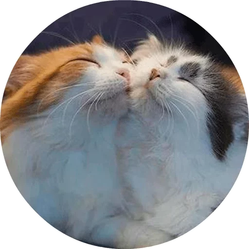 Котики и Кошечки emoji 