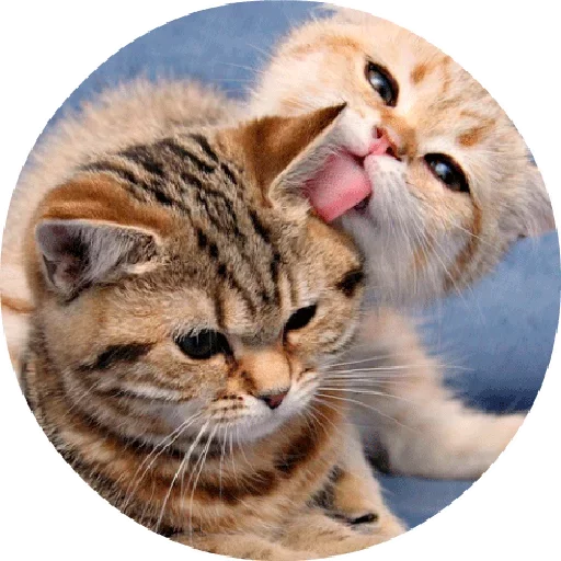 Котики и Кошечки  sticker 🐱