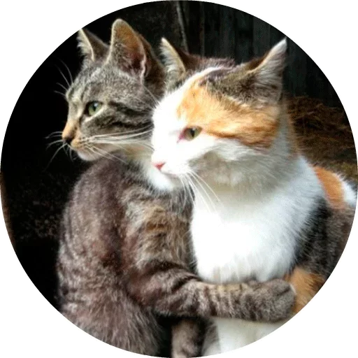 Стікер Telegram «Котики и Кошечки» 