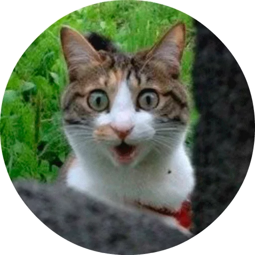 Telegram stiker «Котики и Кошечки» 