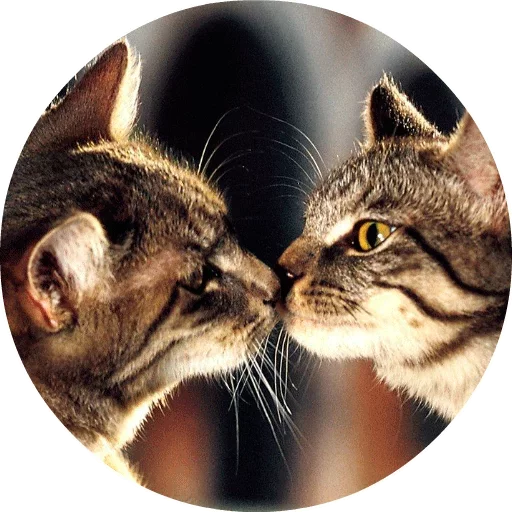 Стікер Telegram «Котики и Кошечки» 