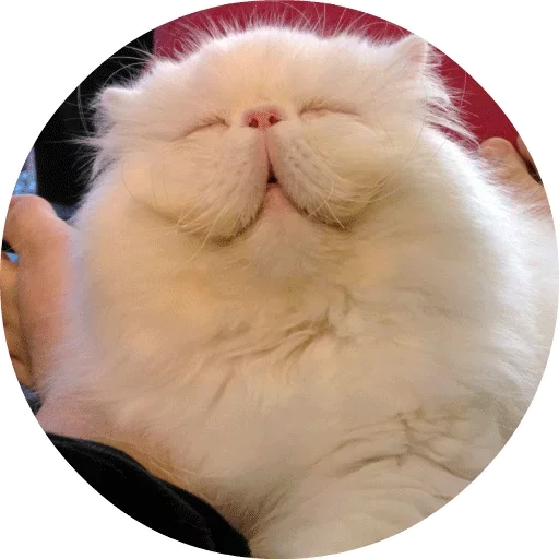 Telegram Sticker «Котики и Кошечки» 