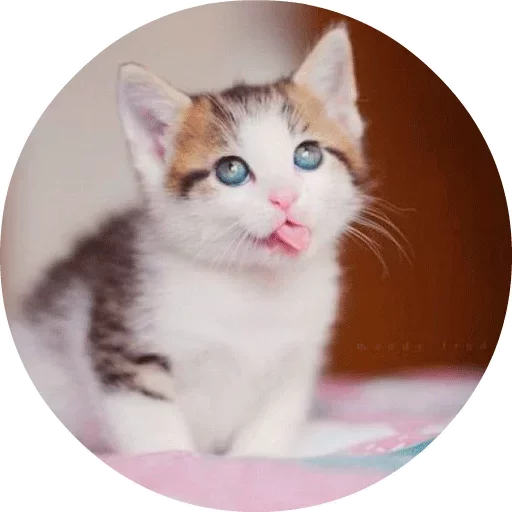 Стикер Telegram «Котики и Кошечки» 