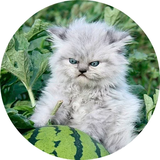Стикер Telegram «Котики и Кошечки» 