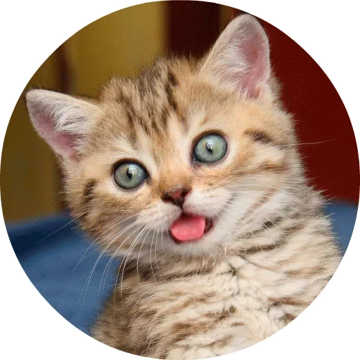 Telegram stiker «Котики и Кошечки » 🐱
