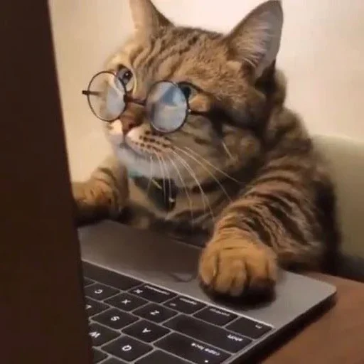 Стикер Telegram «Cat Moods» ?