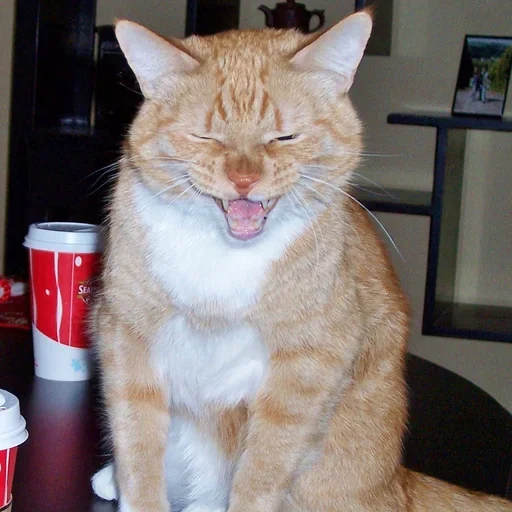 Эмодзи Cat Moods ?