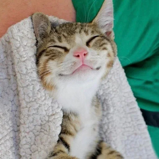 Эмодзи Cat Moods ?