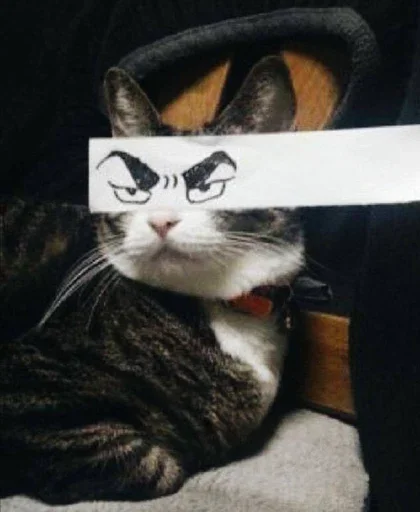Cat sticker 🌸