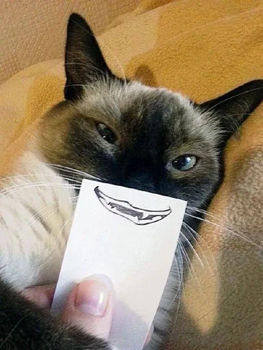 Cat stiker 🌸