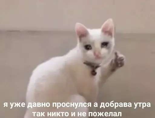 Стікер Telegram «Cat» 🌸