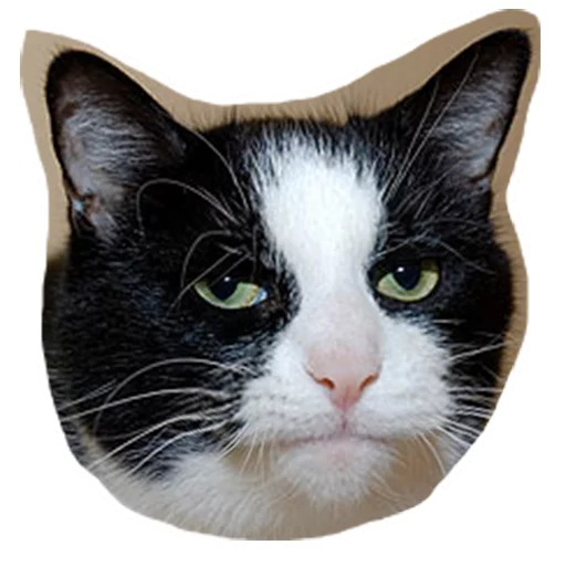Telegram stiker «Caticker» 😐