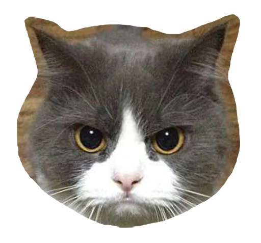 Telegram stiker «Caticker» 😤