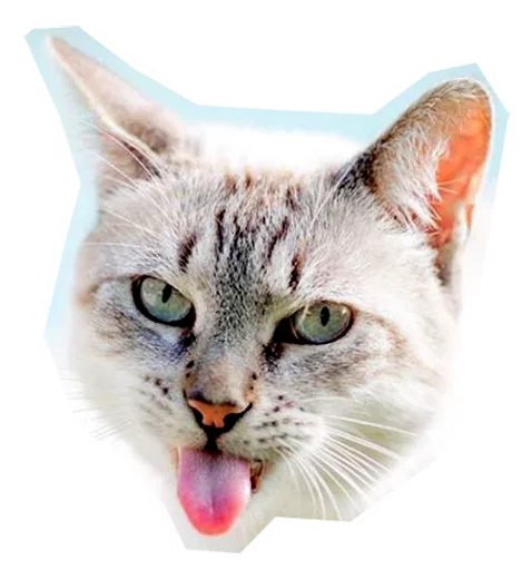 Telegram stiker «Caticker» 😛