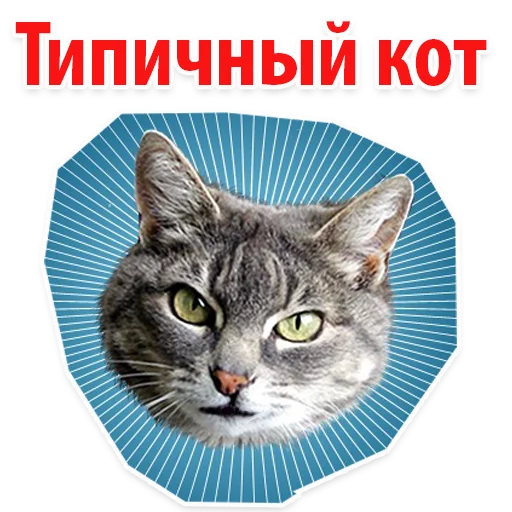 Telegram Sticker «? Мемы с Котом» 
