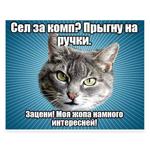 Стікер Telegram «? Мемы с Котом» 