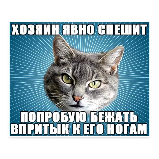 Telegram Sticker «? Мемы с Котом» 