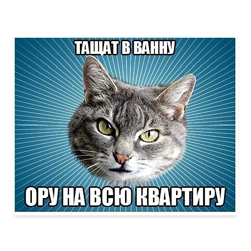 Telegram stiker «? Мемы с Котом» 