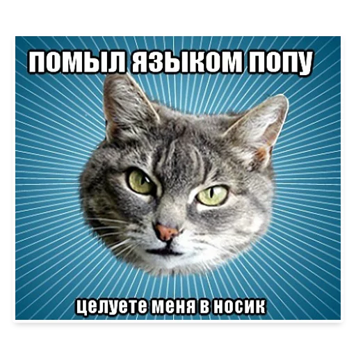 Стикер Telegram «? Мемы с Котом» 