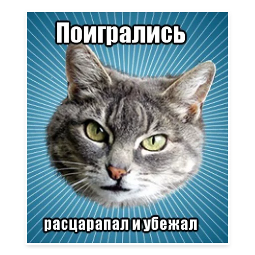 Стикер Telegram «? Мемы с Котом» 