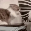 Емодзі Cats | Котики 🐱