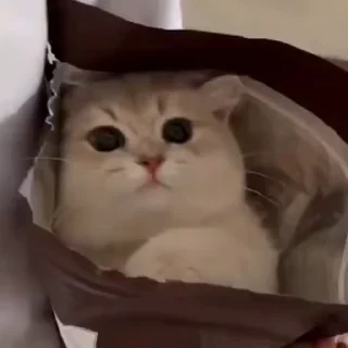 Эмодзи Cats 🥰