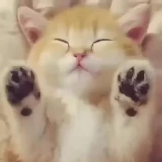 Cats emoji 😴