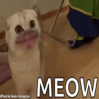 CATS emoji 😼
