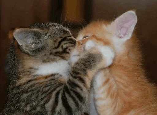 Telegram Sticker «Cats my love» 😗