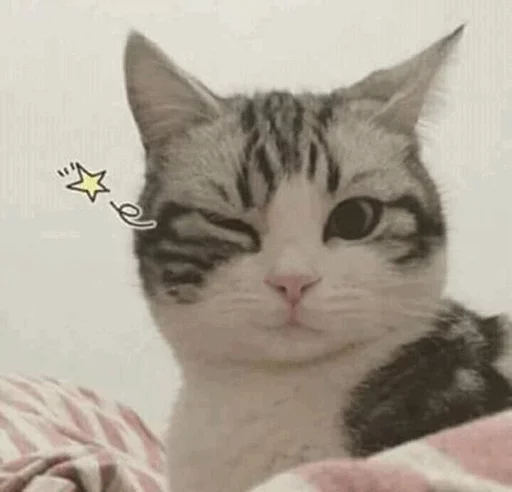 Cat's Memes by MahYa [ ] stiker ⚡️